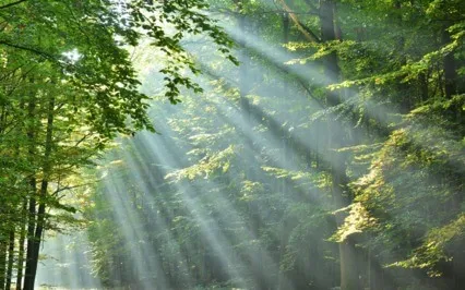 Meditation Is A Serious Inquiry Into The Self, The Thoughts