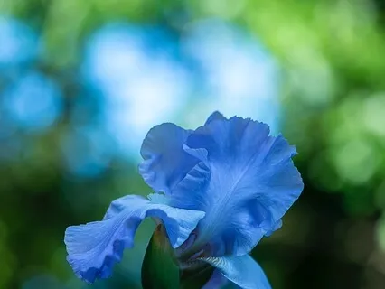 Meditation Is Knowing I Am Unattached, Actionless