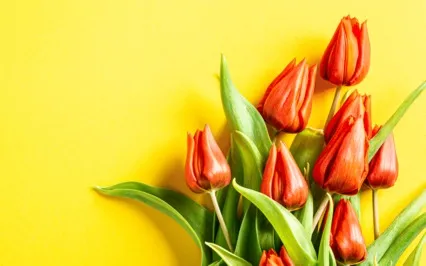 Meditation Is Not A Tool But Covers The Total Field Of Life