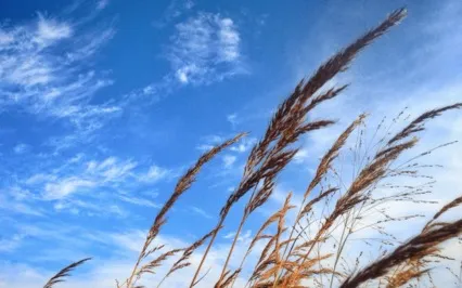 Meditation Is To Clear The Disorder In Me By Standing Alone