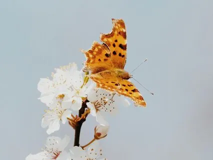 Meditation - Inner Journey, Heal - Solfeggio 432 Hz Binaural