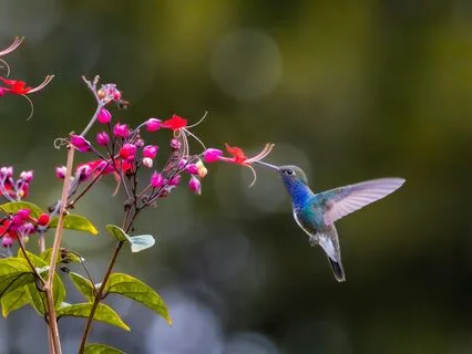 Meditation Journey For Healing - Solfeggio 741 Hz