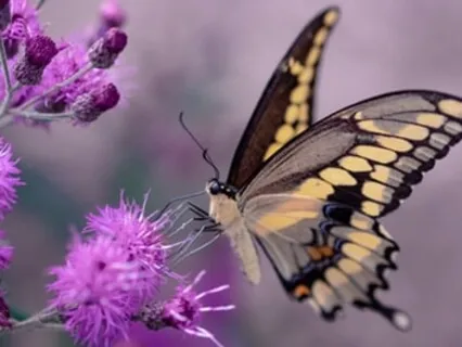 Letting Go Of & Coming Back To Objects Of Awareness