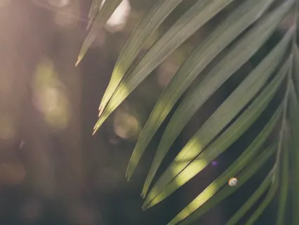 Meditation Made Easy