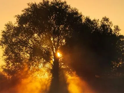 Meditation: Morning Energy Alignment