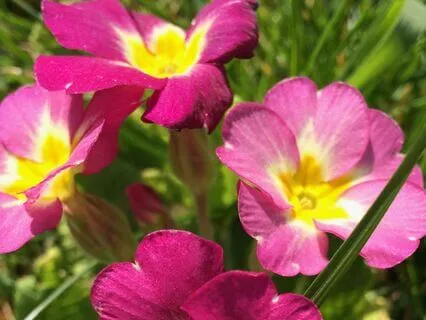 UK Beaches Soundscape