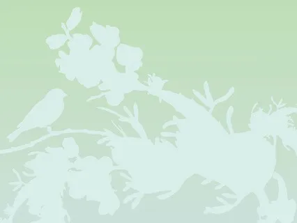 Meditation Music: Evening British Birdsong