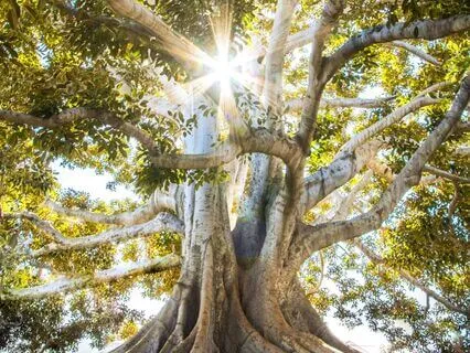 Meditation Music Solfeggio Frequency 396 Hz