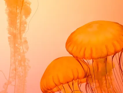 Meditation Music With Alpha Brainwaves