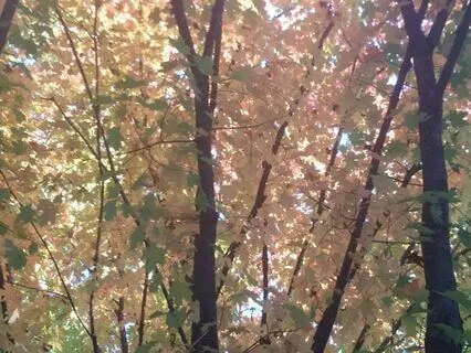 Meditation Of Discovery, Exploration, A Gift, And Letting Go