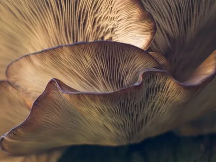 Meditation Of Intent