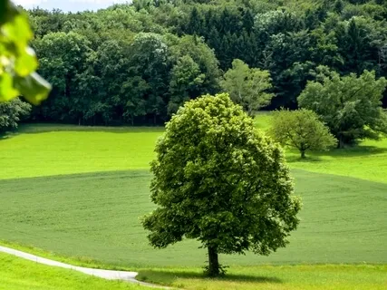 Meditation Of The Senses