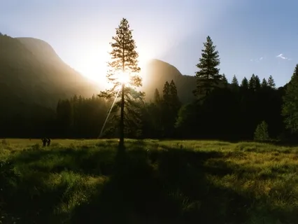 Meditation On A Fresh Evergreen Tree