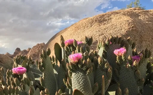 Meditation On Aum / Om