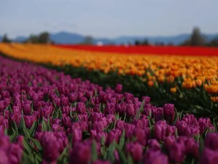 Meditation On Belonging