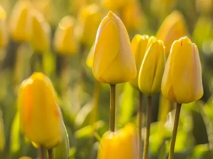 Meditation on Body Sensations