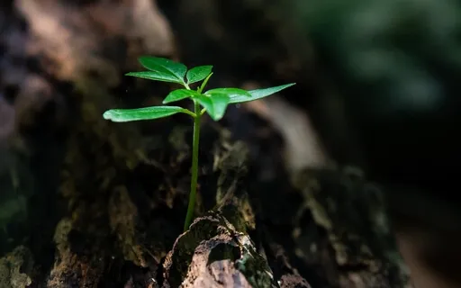 Meditation On Climate Anxiety