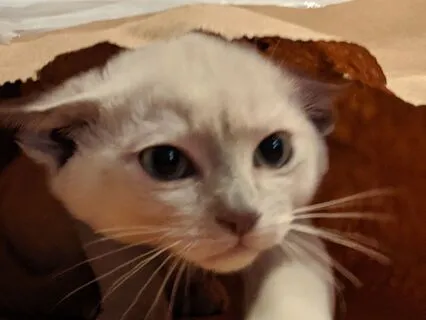 Meditation On Difficult Emotions