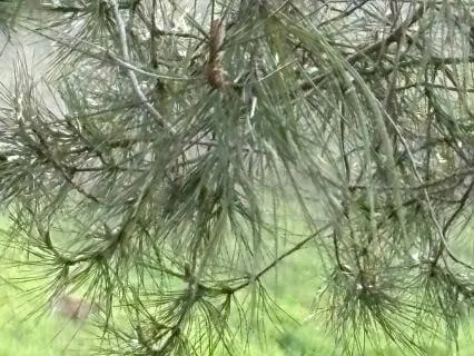 Meditation On Embracing Setbacks With Compassion