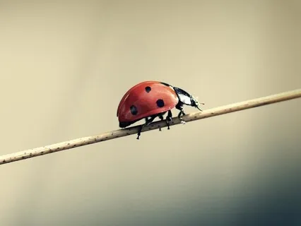 Meditation On Finding Balance - Sama Vritti Breath