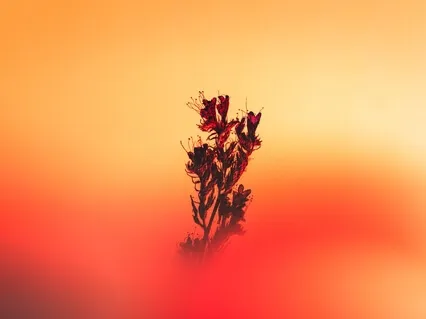 Gratitude Meditation