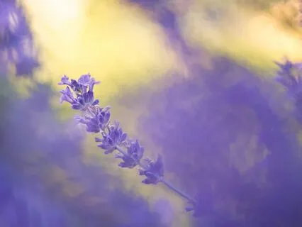 Meditation On Grief And Loss