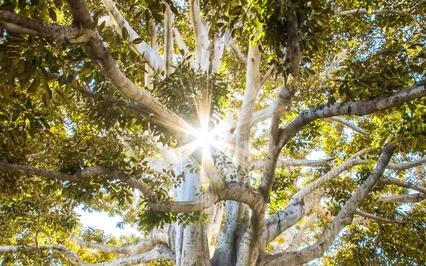 Meditation On Materializing A Goal 