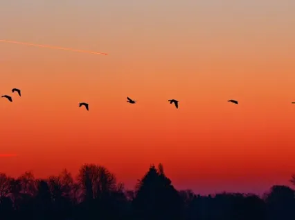 Meditation On Pleasure