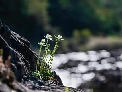 Meditation On Psalm 40