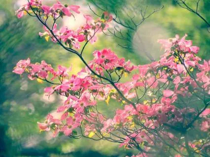 Meditation On Self-Kindness