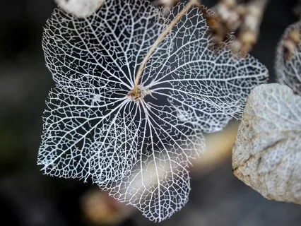 Meditation on Surrender