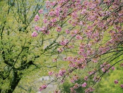 Meditation On The Anahatha Chakra