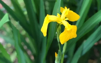 Meditation On The Body: Annamaya Kosha