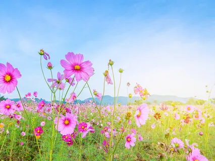 Meditation On The Breath