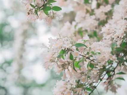 Meditation On The Breath