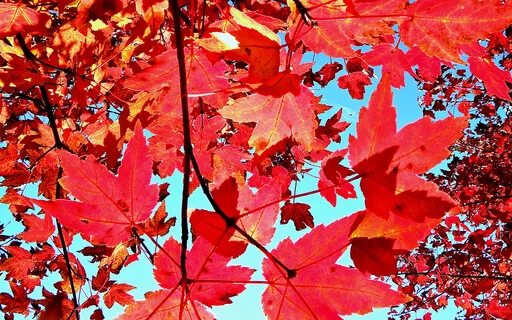 Meditation On The Breath