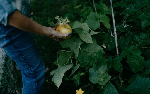 Meditation On The Four Nutriments