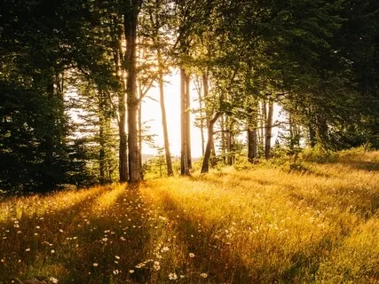 Meditation On The Heart