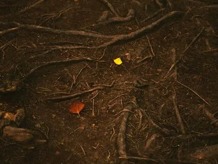 Meditation On The Meaning Of Dirt