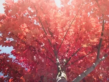 Meditation On The Muladhara Chakra