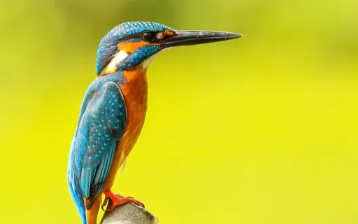 Meditation On The Sounds In Your Room 