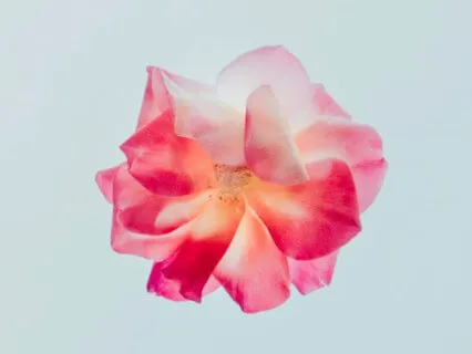 Meditation On The Wisdom Of Carl Jung