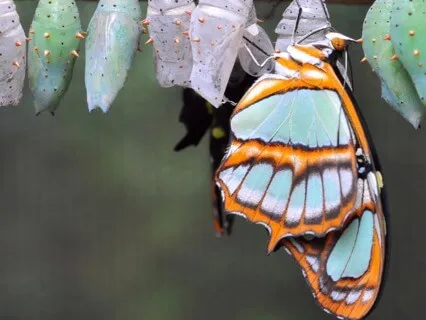 Meditation On Transformation