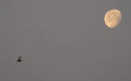 Meditation Poem: Just Be