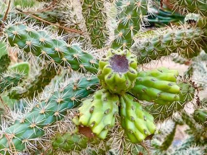 Meditation: Releasing Irritation