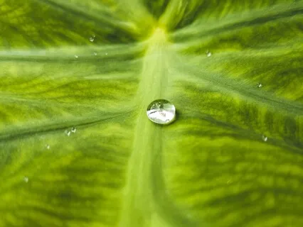 Meditation Segment: Soothing Into Alignment 
