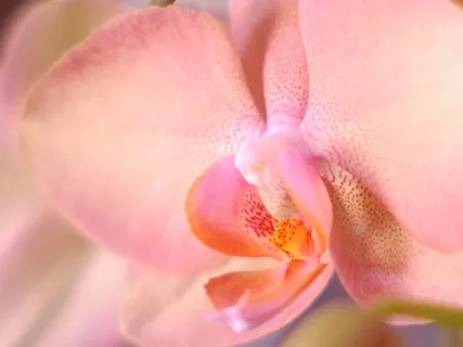 Root & Lower Heart Chakra Music