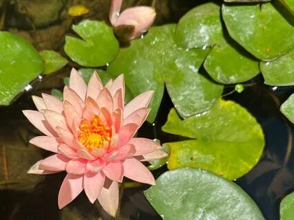 Meditation + Sound Bath For Connecting To The Inner Garden