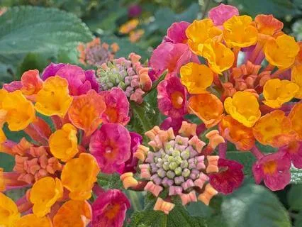 Meditation Synth For Inner Peace – Soft Gravity Rising