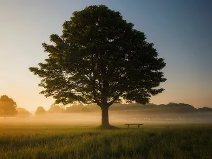 Meditation: Take Action Towards A Goal (Seed Visualization)